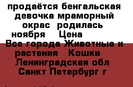 продаётся бенгальская девочка(мраморный окрас).родилась 5ноября, › Цена ­ 8 000 - Все города Животные и растения » Кошки   . Ленинградская обл.,Санкт-Петербург г.